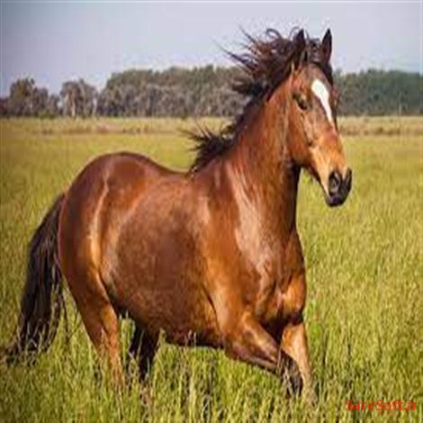 دانلود پروژه سناریو توصیف یوزکیس های سیستم اسب سواری