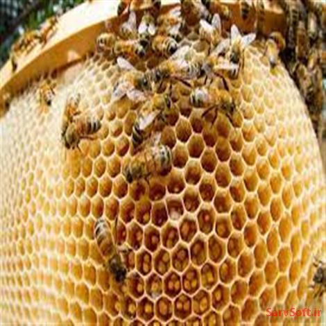 دانلود نمودار اکتیویتی یا فعالیت زنبورداری با رشنال رز