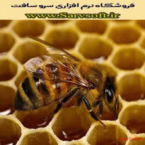 دانلود پروژه بانک اطلاعاتی زنبورداری با اس کیوال sql