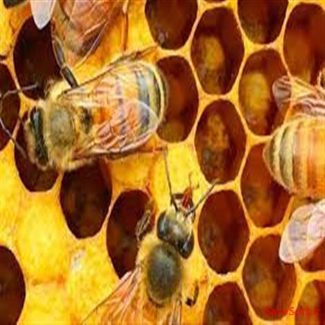 دانلود پروژه سناریو توصیف یوزکیس های سیستم زنبورداری
