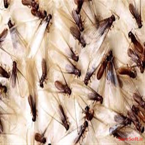دانلود نمودار اکتیویتی یا فعالیت شرکت سمپاشی حشرات موذی با رشنال رز
