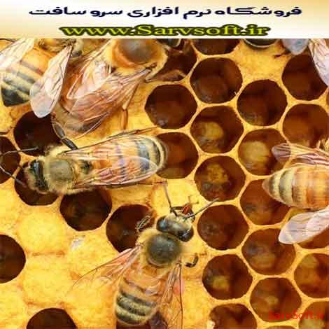 دانلود پروژه بانک اطلاعاتی زنبورداری با مای اس کیو ال mysql